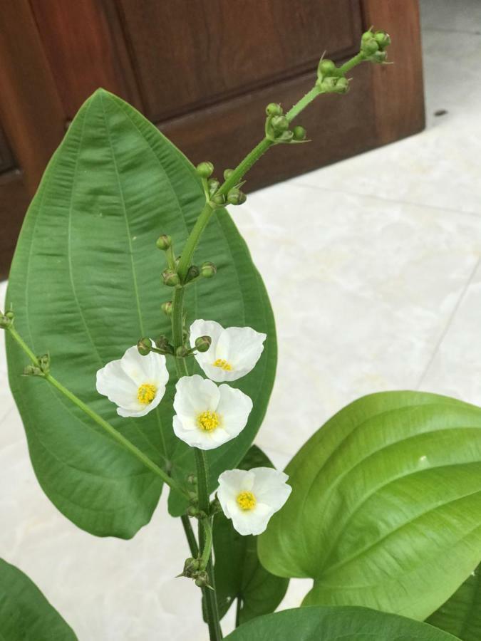 Anh Homestay Ninh Binh Eksteriør billede